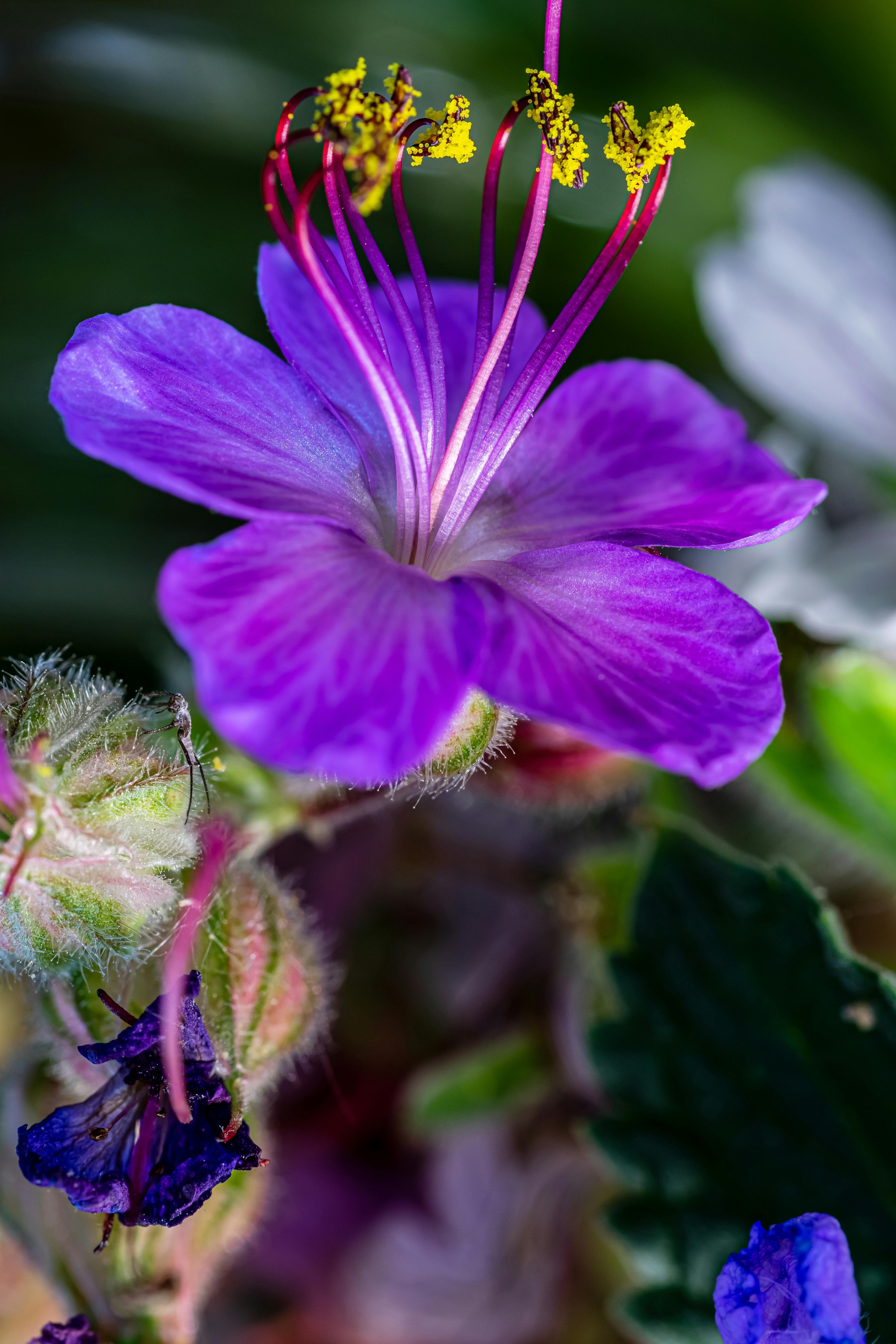 Hardy Geranium Rozanne