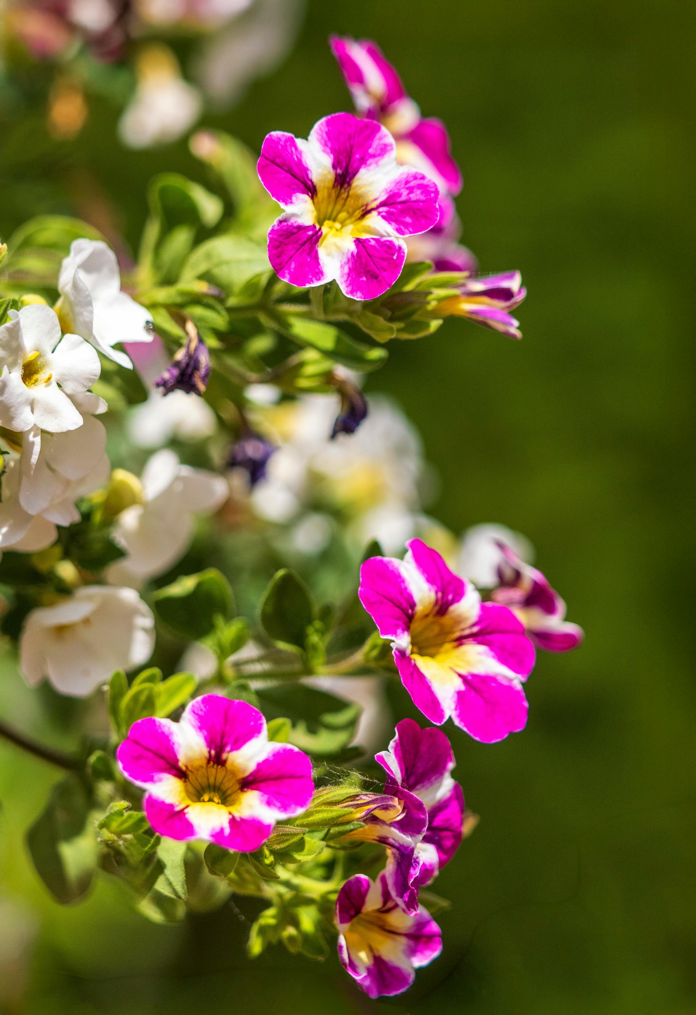 Calibrachoa (Million Bells)