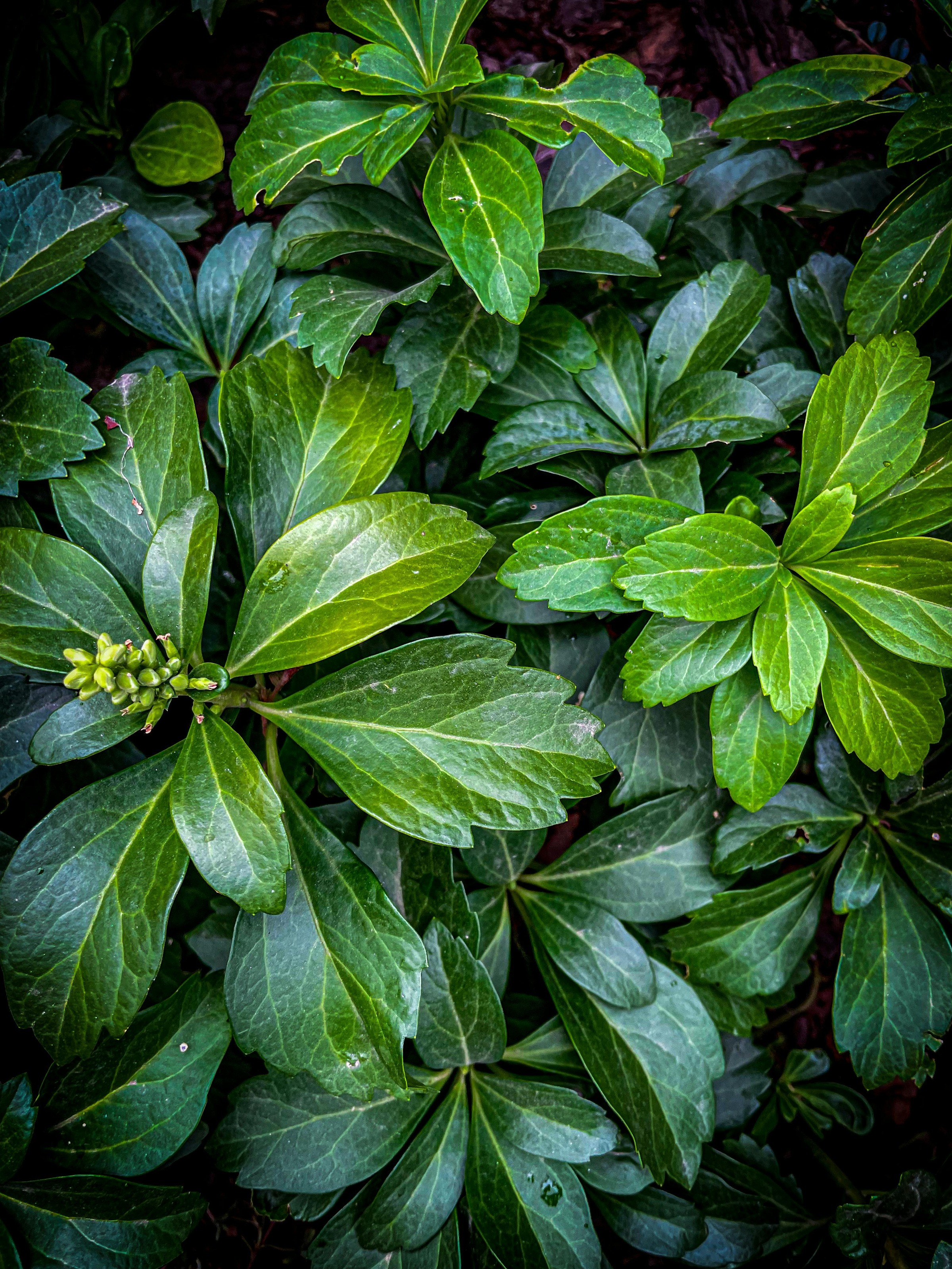 Pachysandra