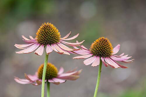 Coneflower