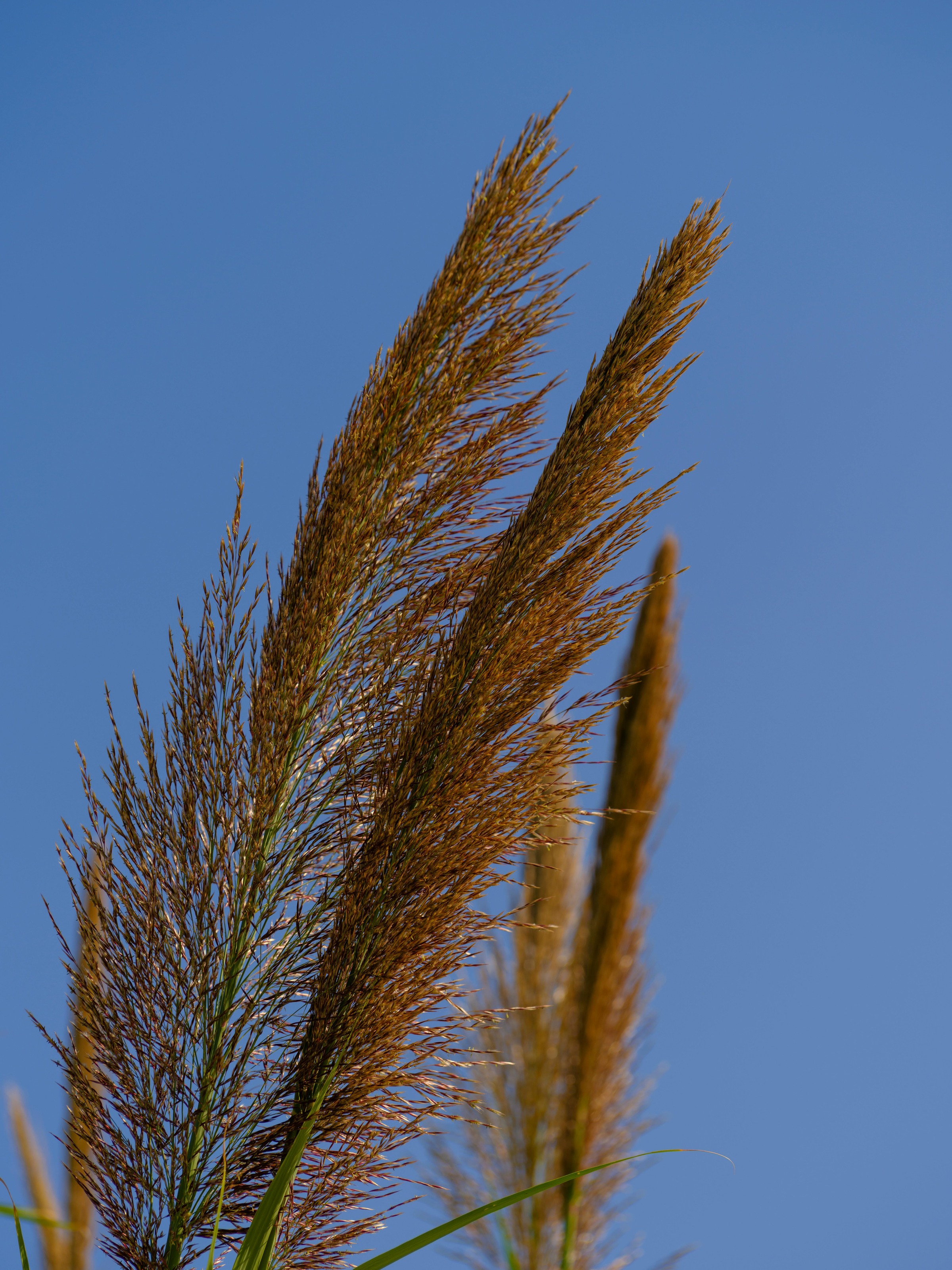 Karl Foerster Feather Reed Grass