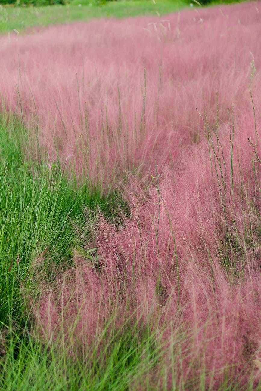 Muhly Grass