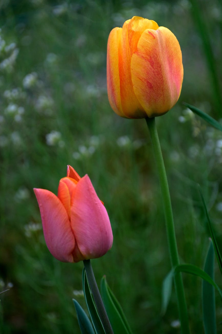 Tulip