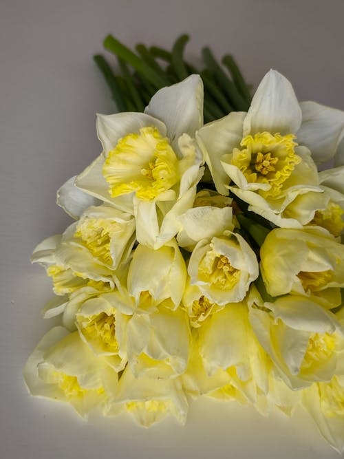 Daffodil