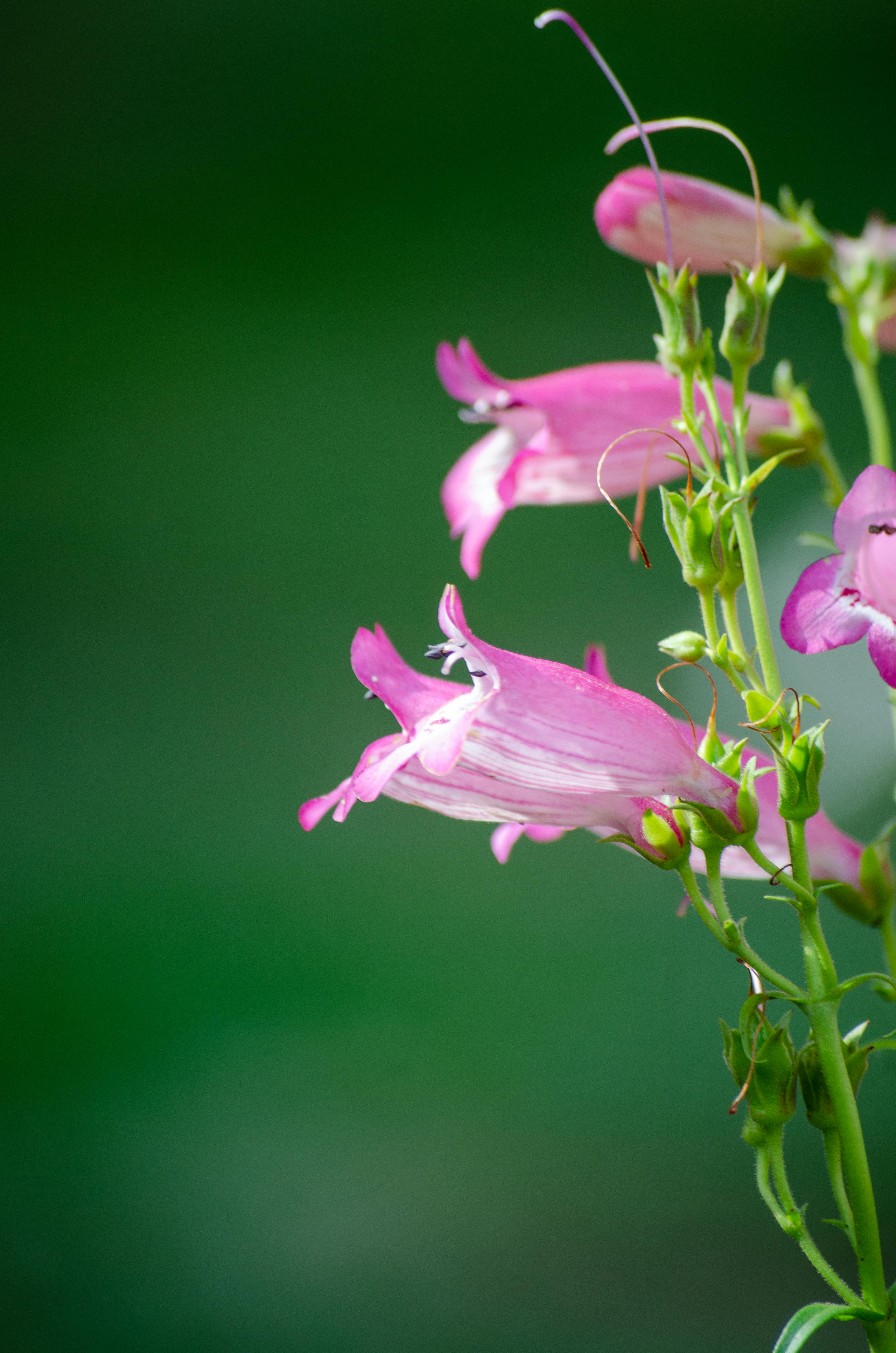 Penstemon