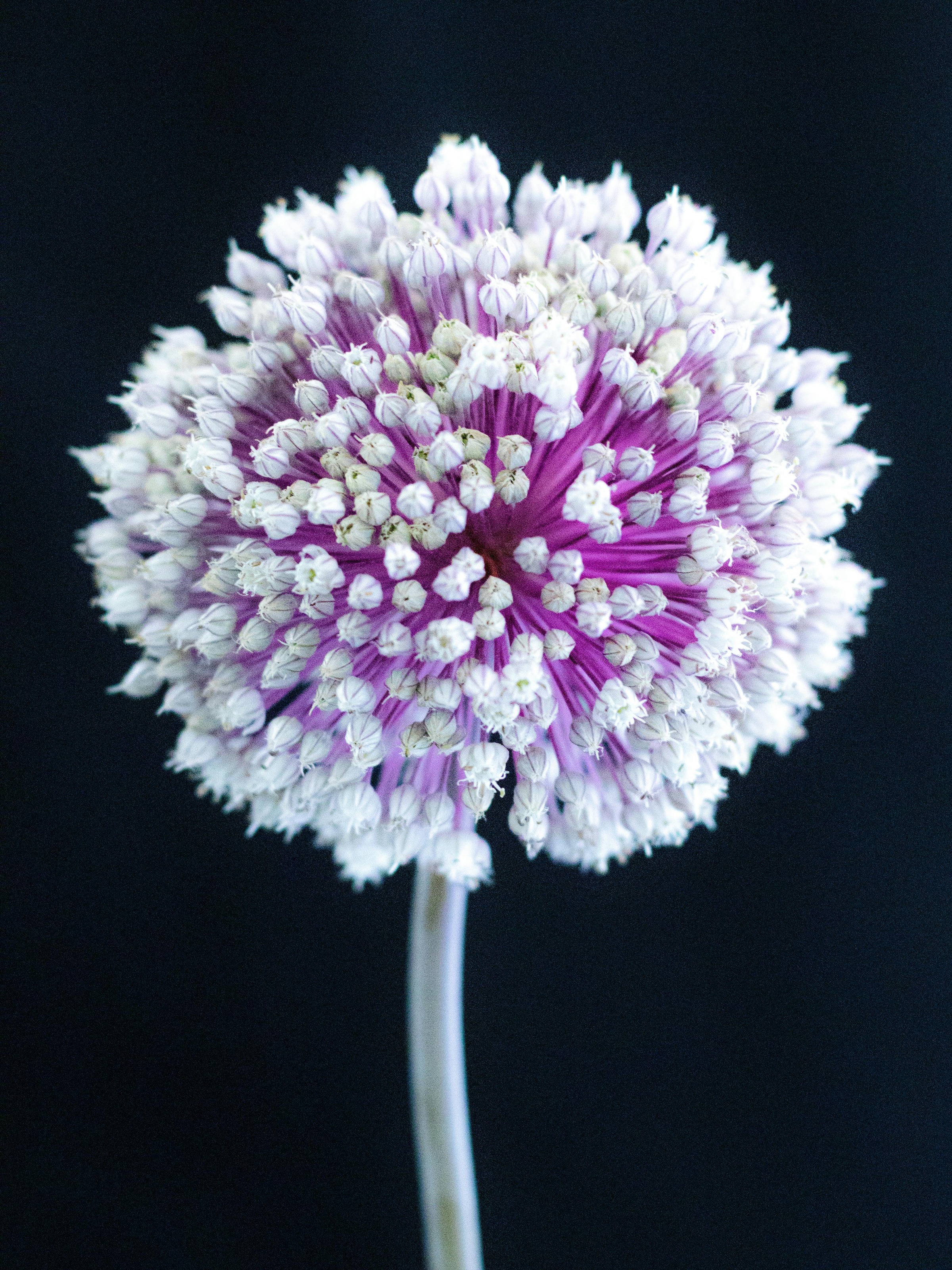 Allium (Ornamental Onion)