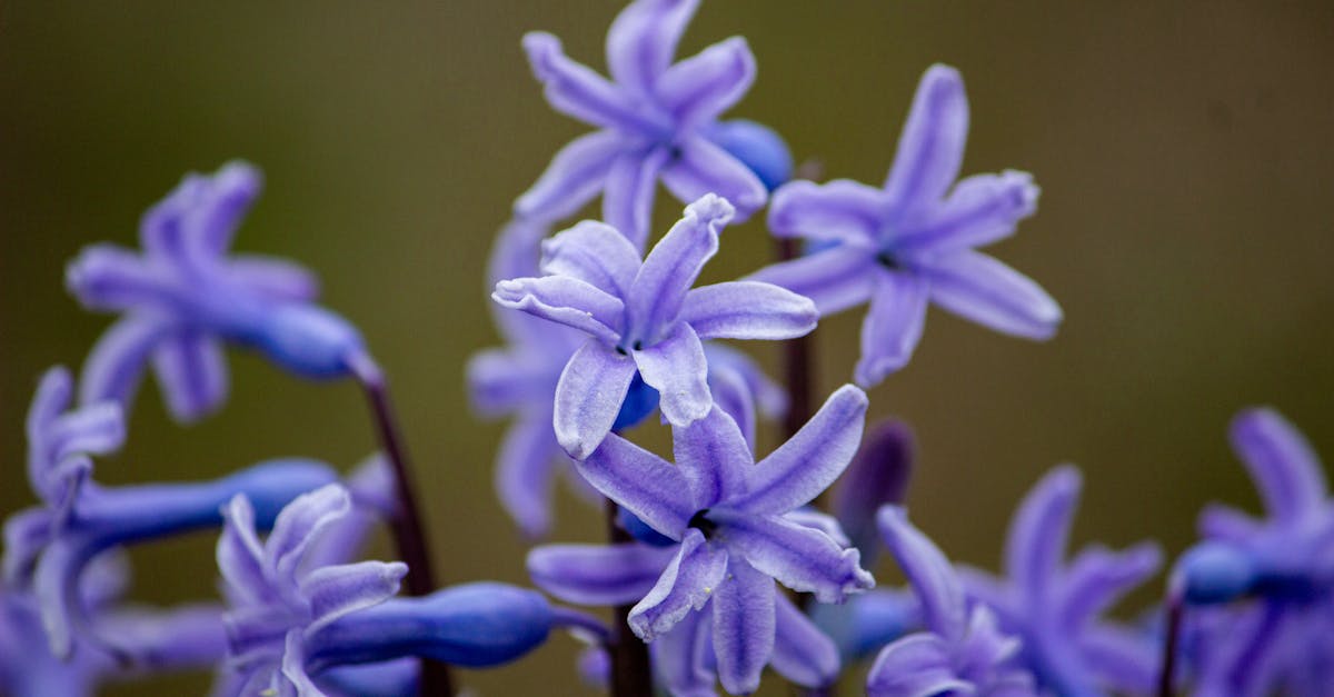 Hyacinth