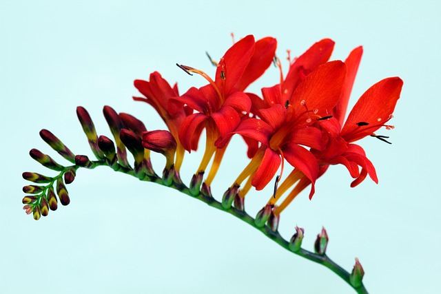Crocosmia