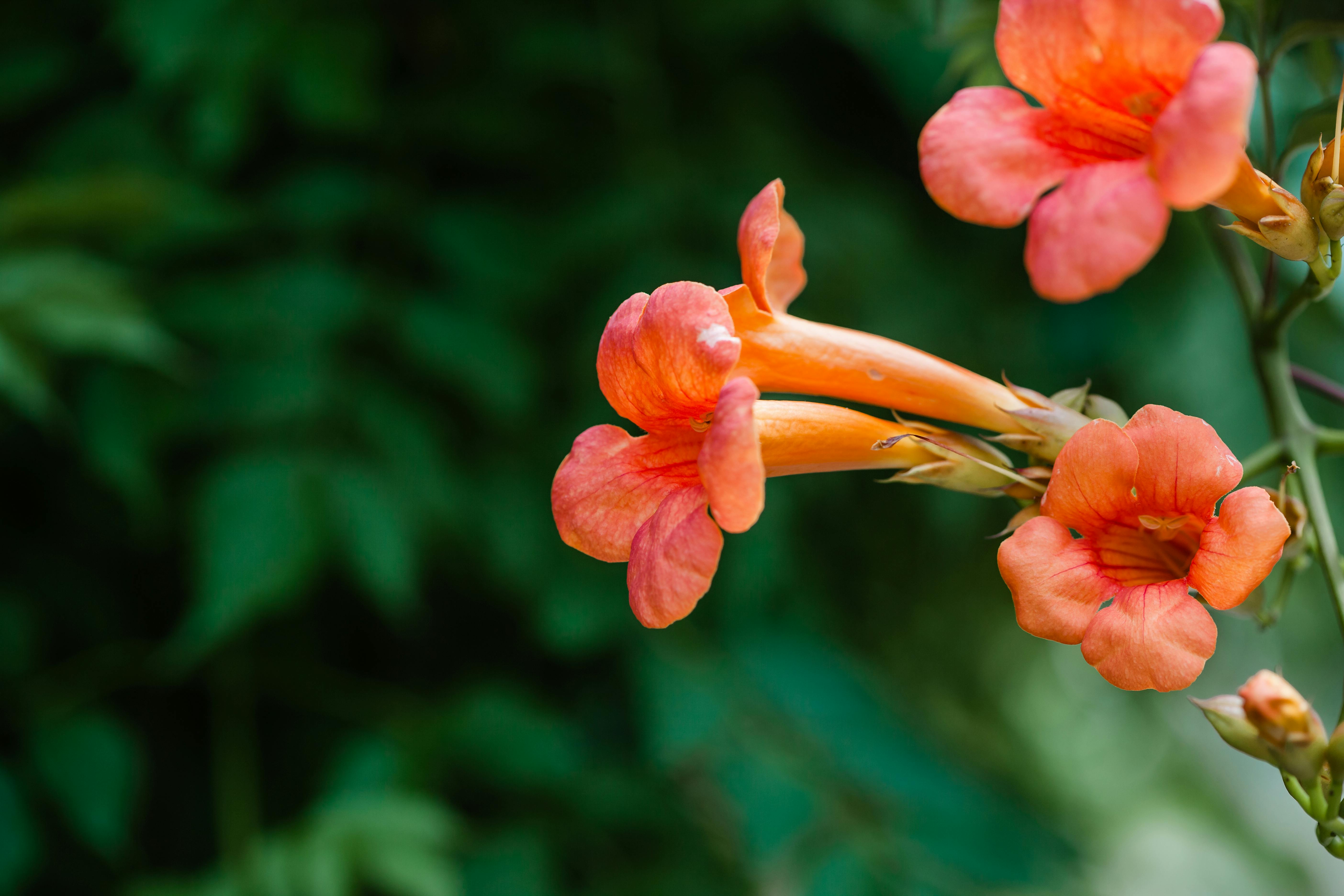 Trumpet Vine