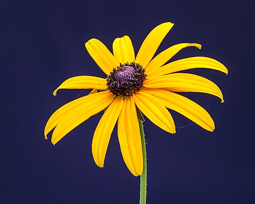 Black-Eyed Susan