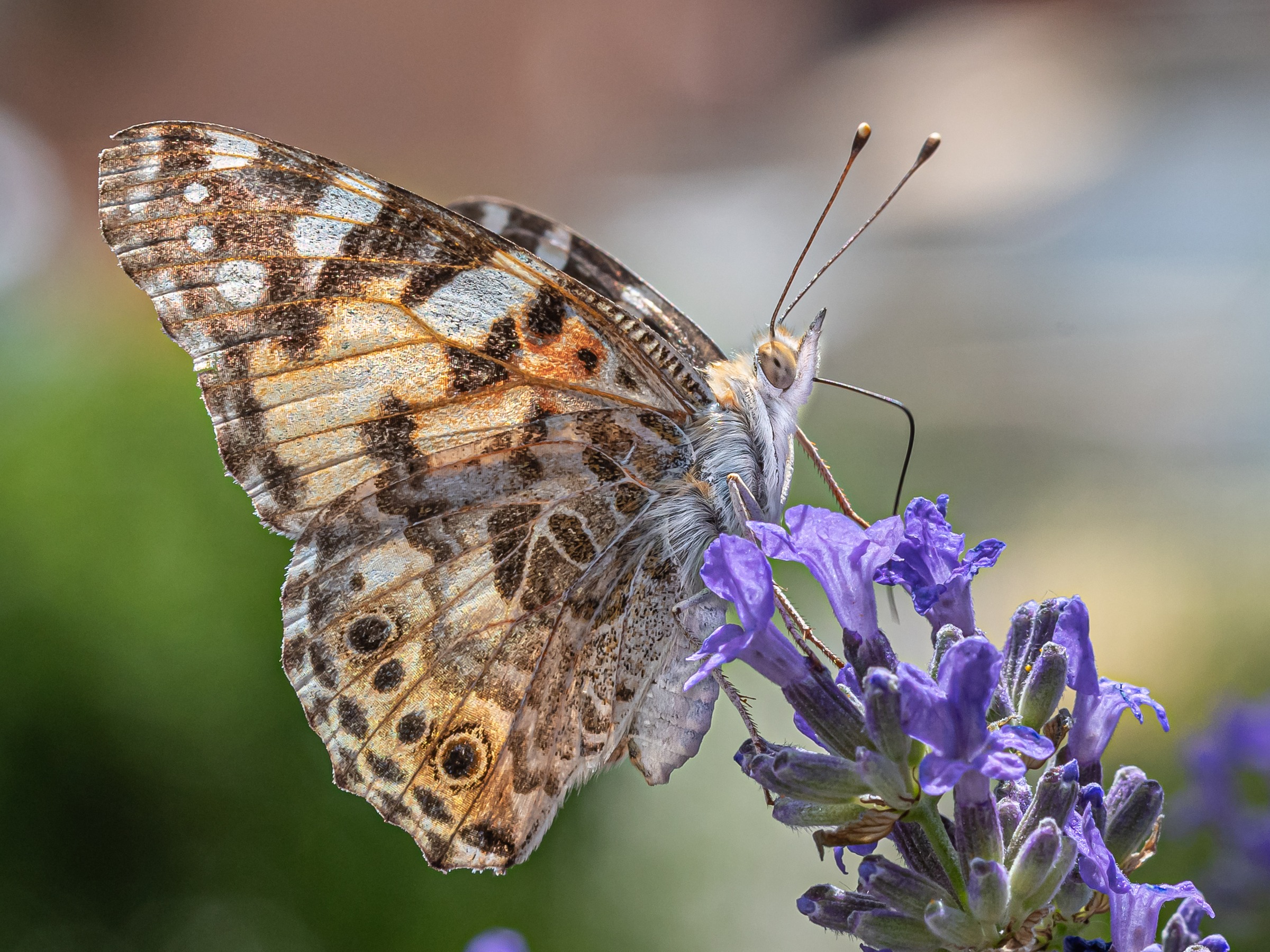 Lavender