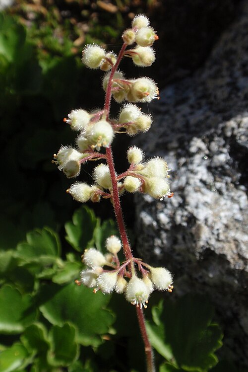 Coral Bells (Heuchera)