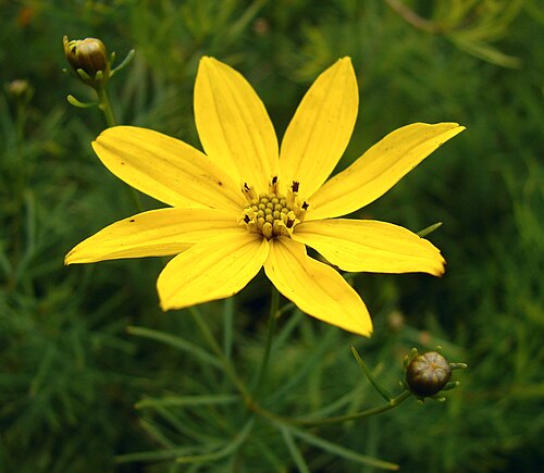 Coreopsis (Tickseed)