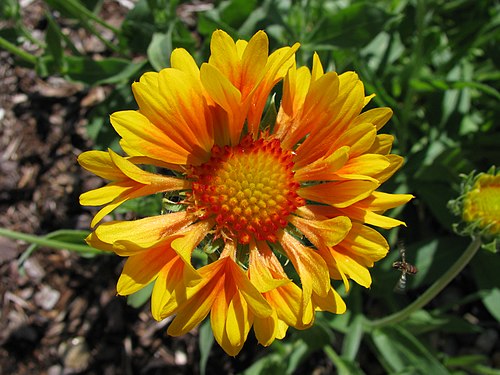Gaillardia (Blanket Flower)