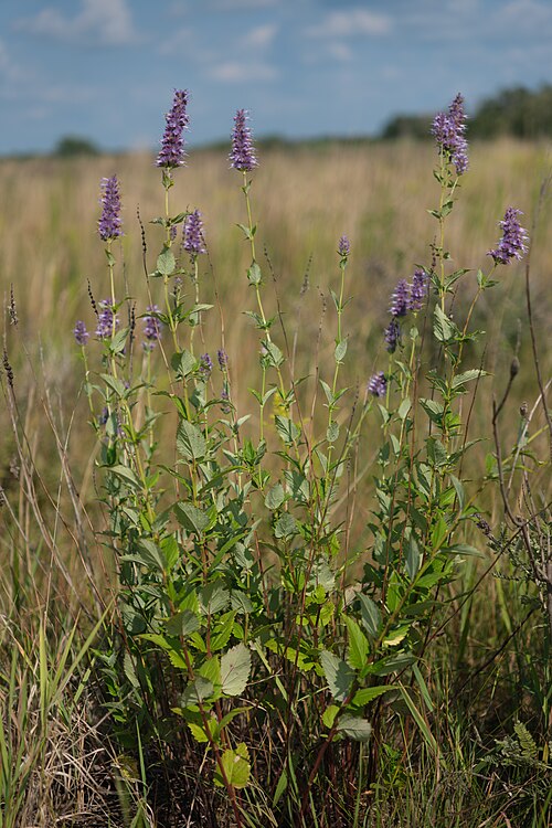 Agastache