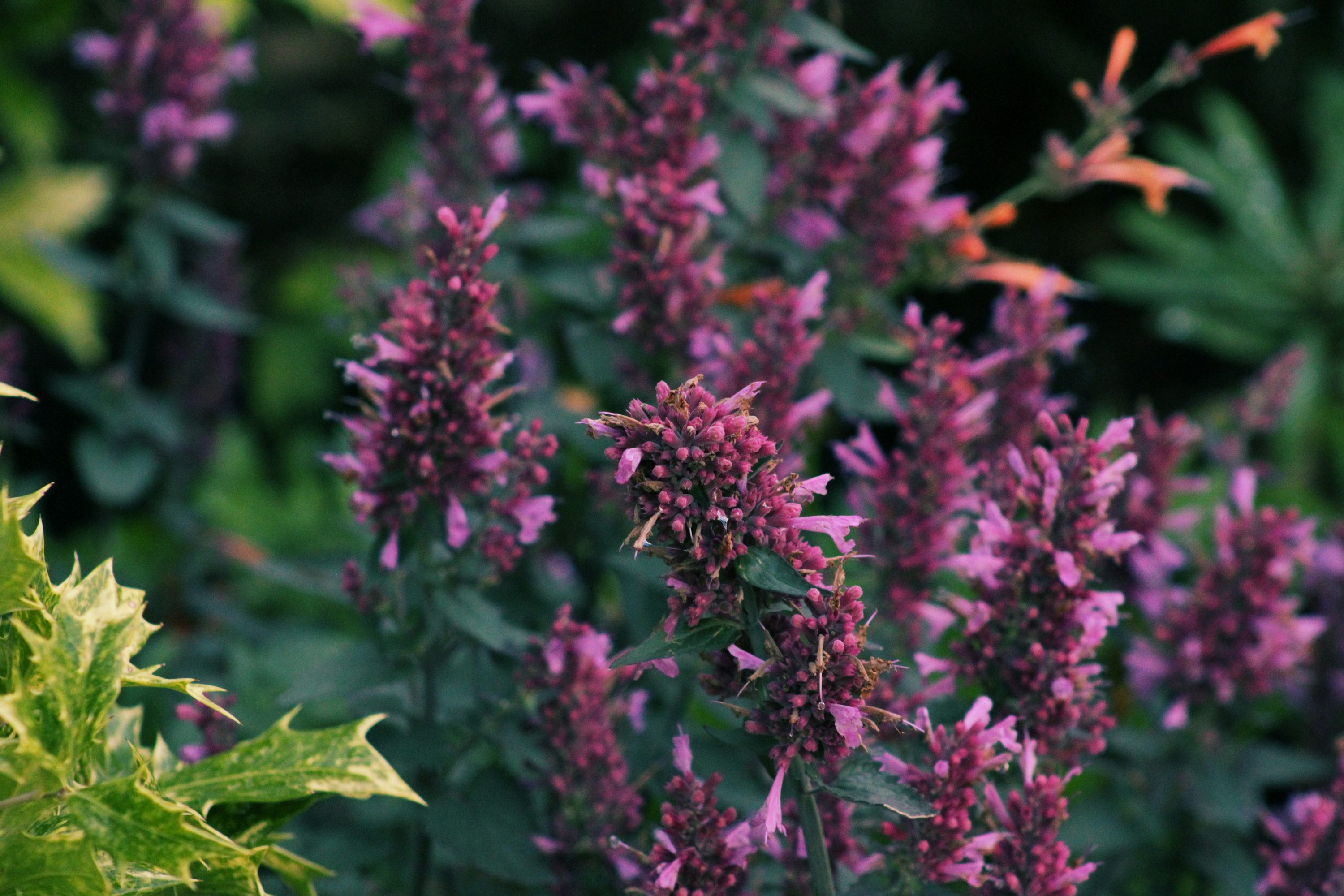 Agastache
