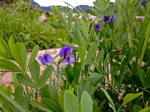 Baptisia (False Indigo)