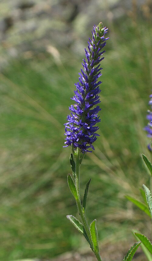 Veronica (Speedwell)
