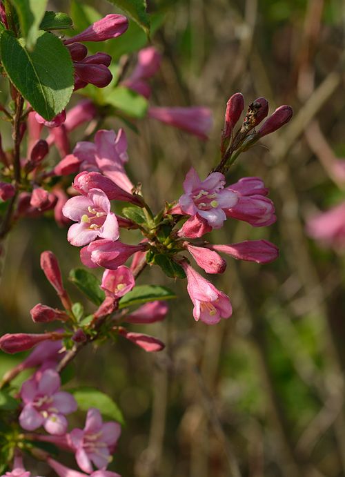 Weigela