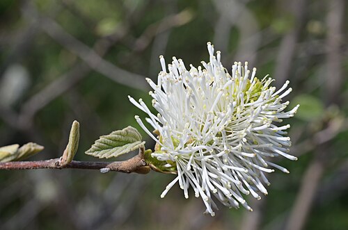 Fothergilla