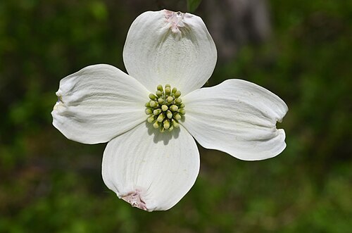 Dogwood