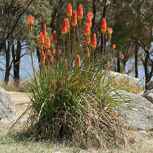 Kniphofia Red Hot Poker