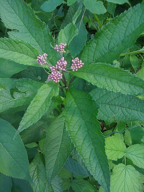 Joe Pye Weed