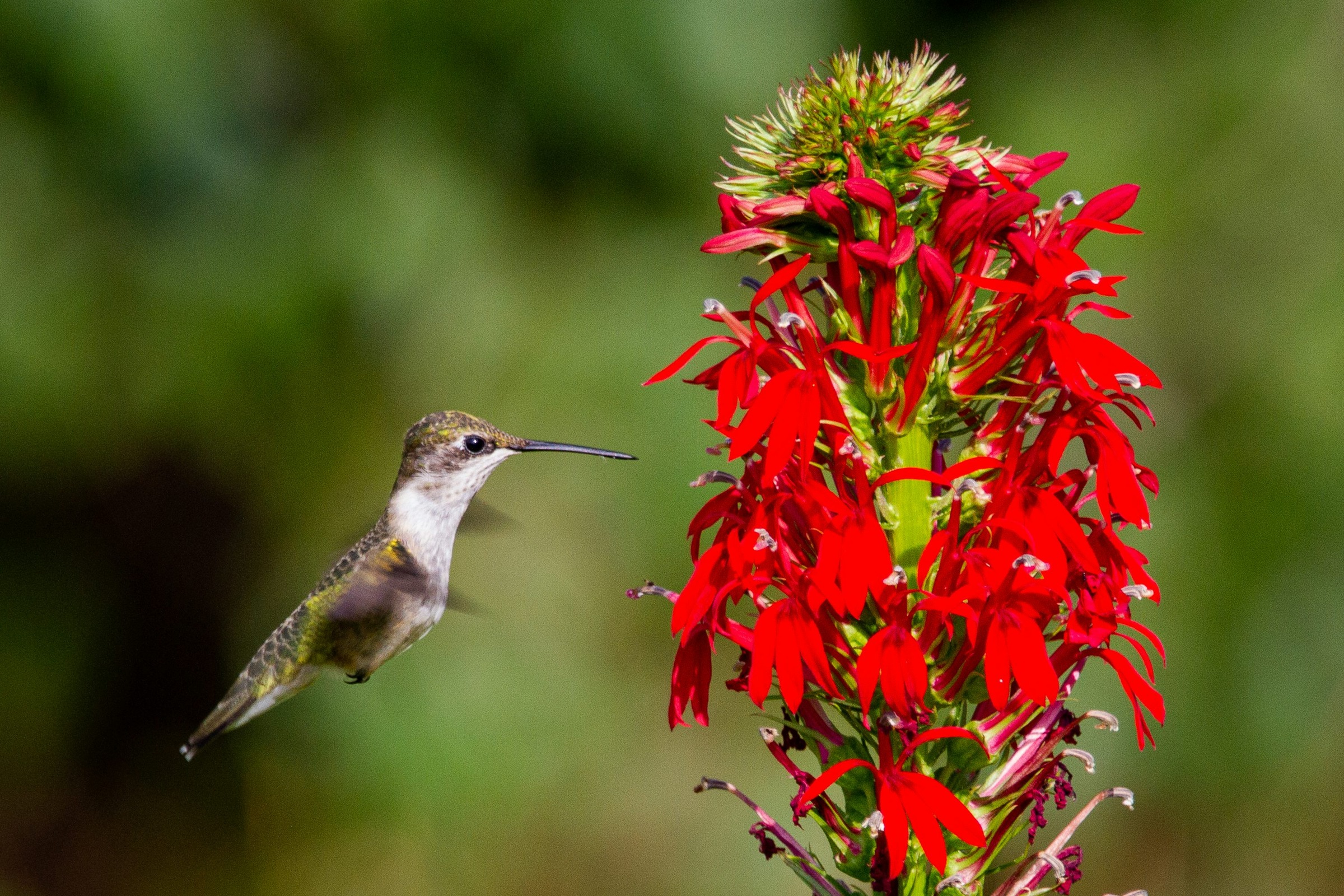 Cardinal Flower