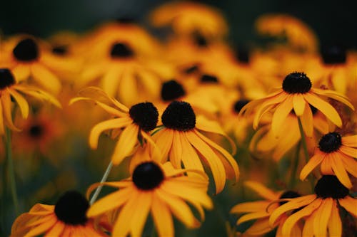 Black-eyed Susan