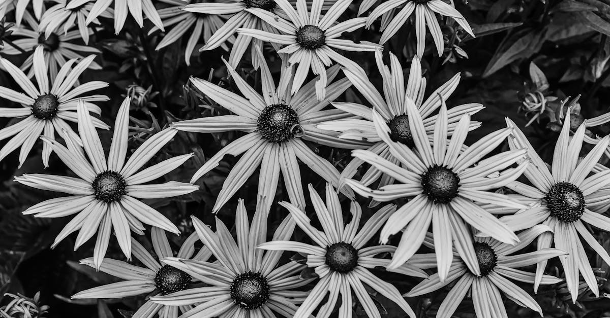 Black-eyed Susan