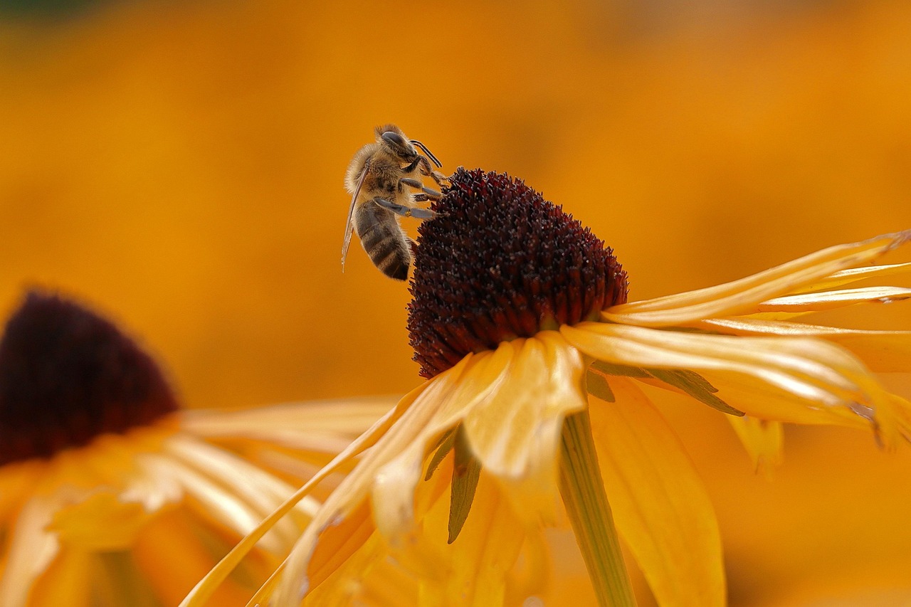 Black-eyed Susan