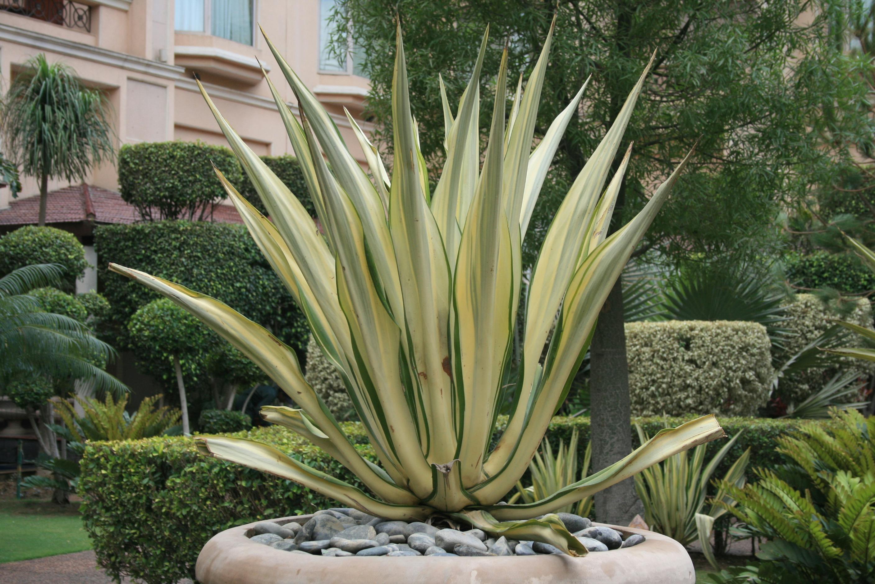 Agave
