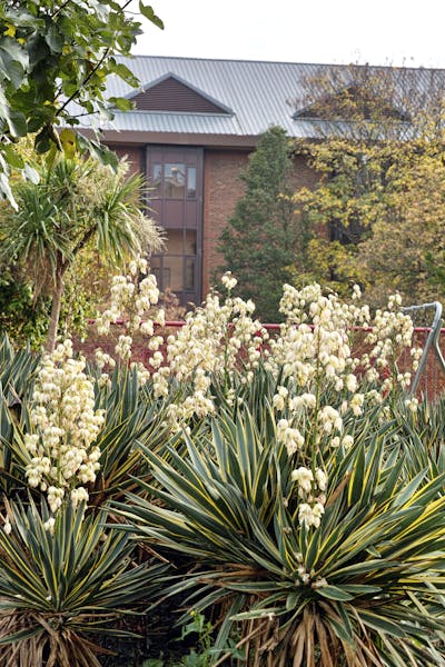 Yucca