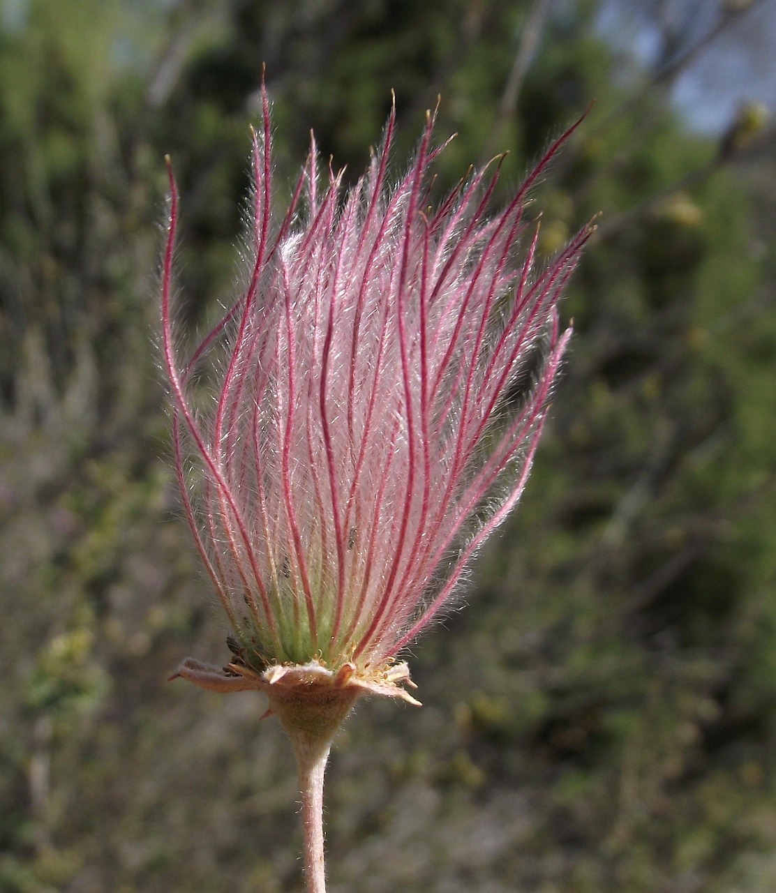 Apache Plume