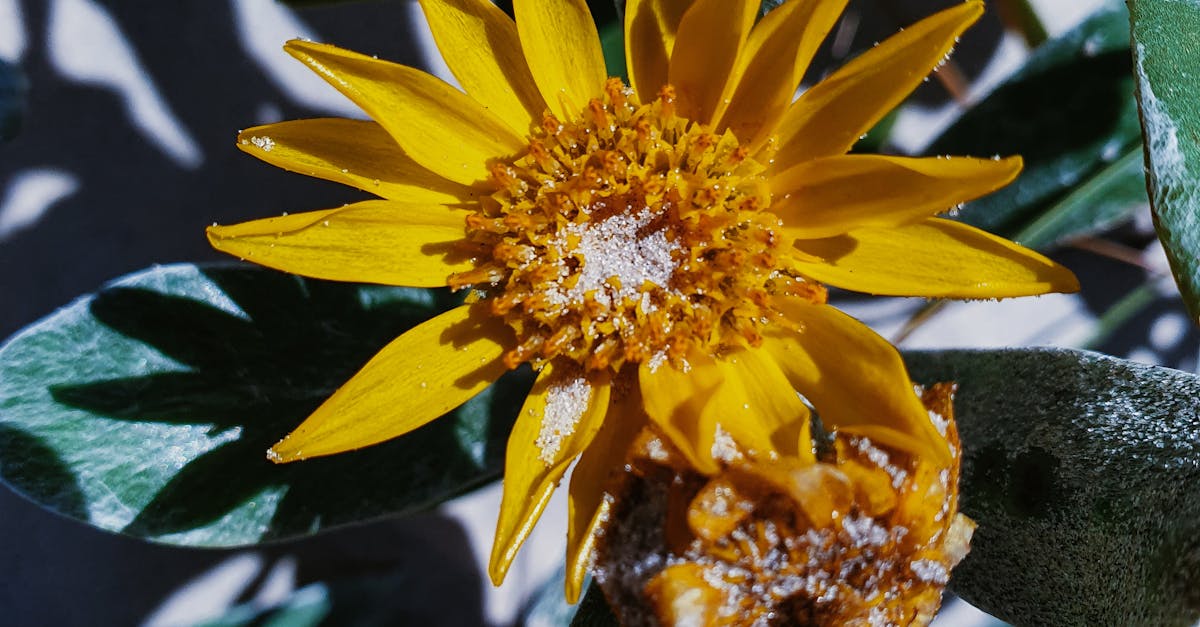 Brittlebush