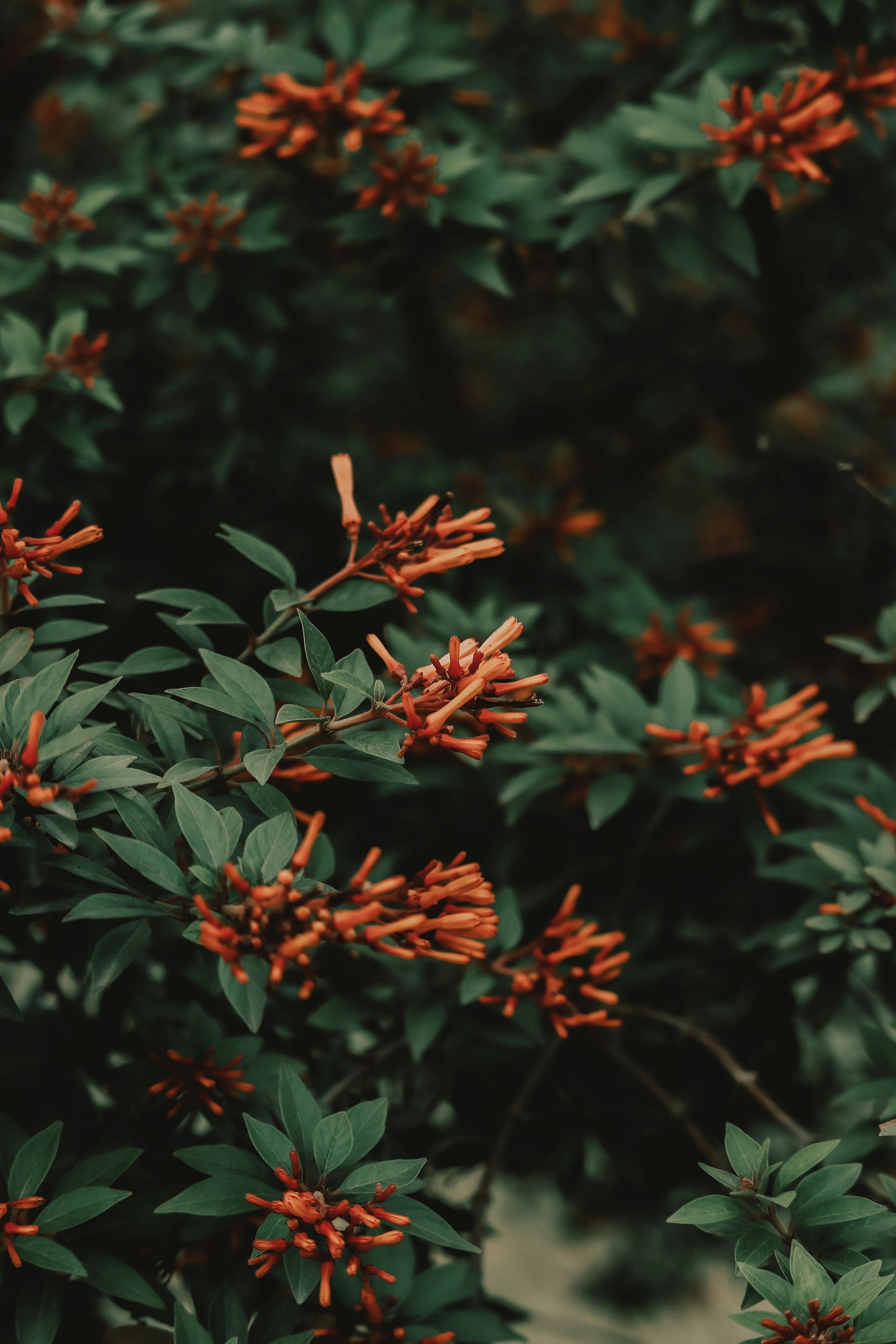 Firebush