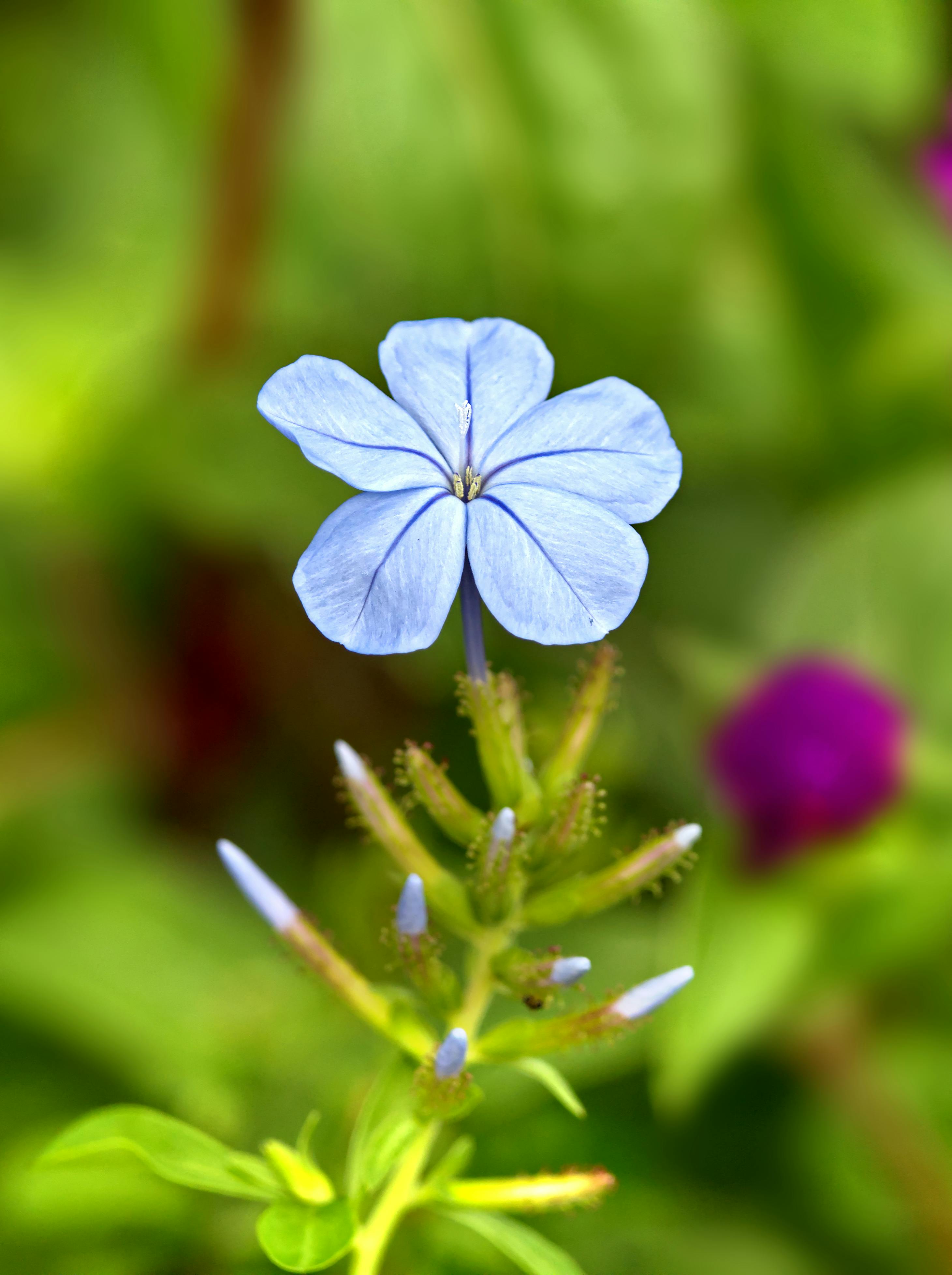 Plumbago