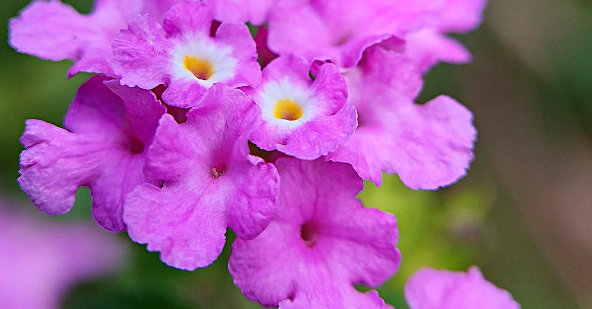 Lantana