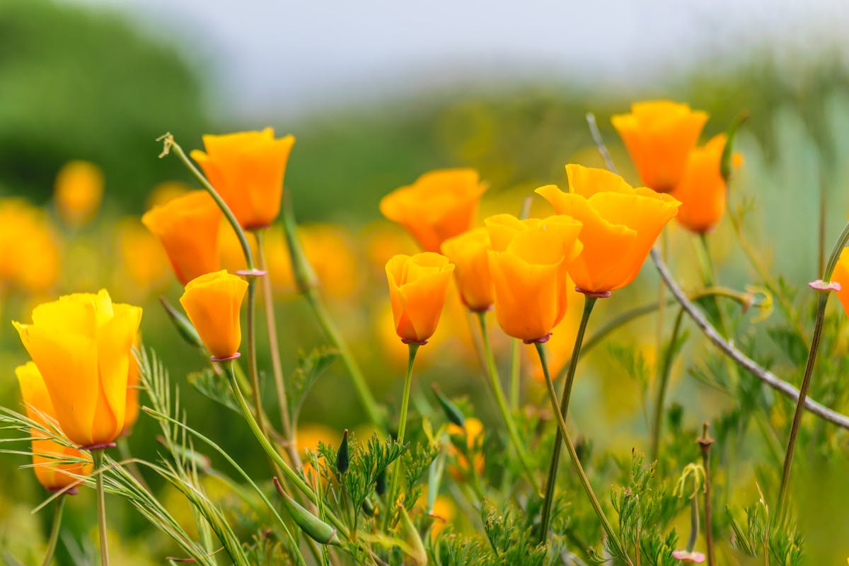 California Poppy