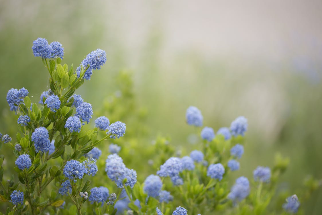 Ceanothus