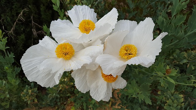 Matilija Poppy