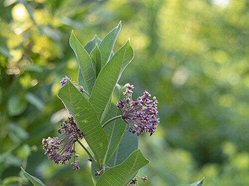 Swamp Milkweed