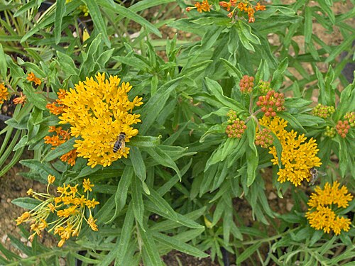 Butterfly Weed
