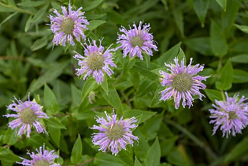 Wild Bergamot
