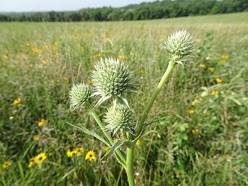 Rattlesnake Master