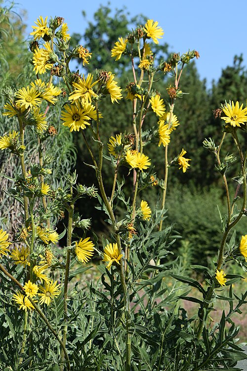 Compass Plant