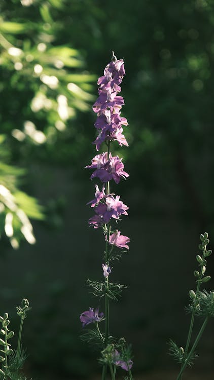 Delphinium