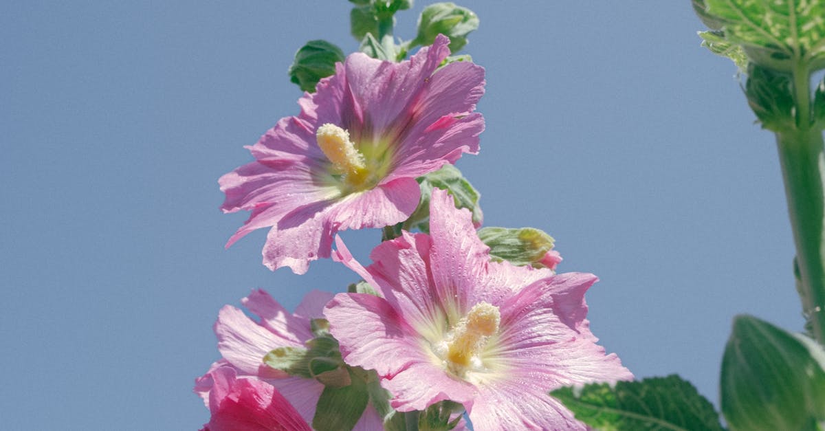 Hollyhock