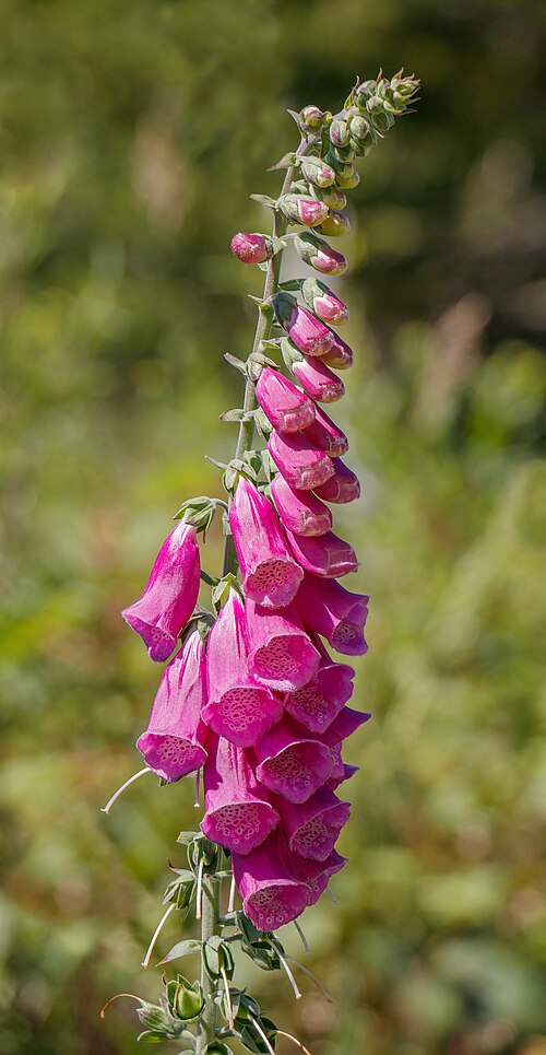 Foxglove