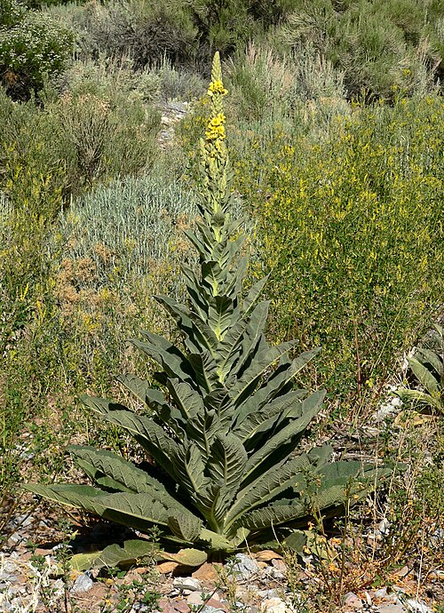 Mullein